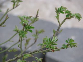 Rose Leaves