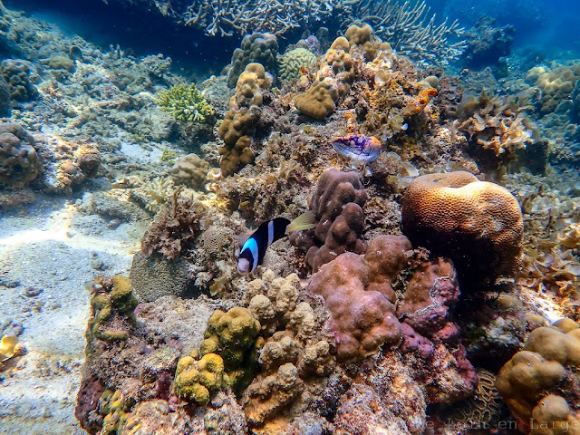 Twin reef-palawan-philippines