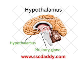 Hypothalamus image