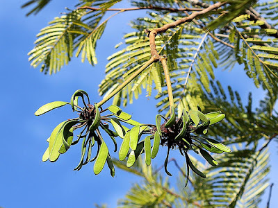 Parkia pendula y la fauna en peligro