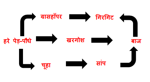 food-chain-class10-biology-in-hindi