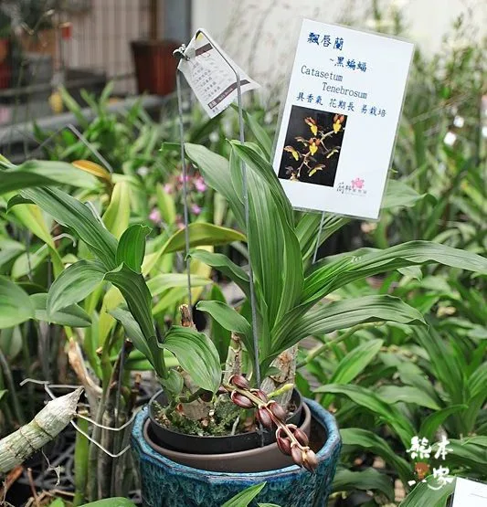 蘭科植物園蘭花溫室