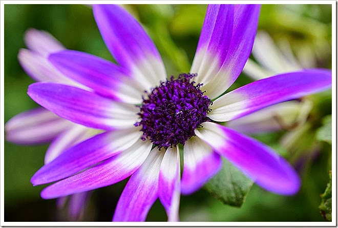 free-close-up-flower-pictures-1 (1178) free-close-up-flower-pictures-1 (1178)
