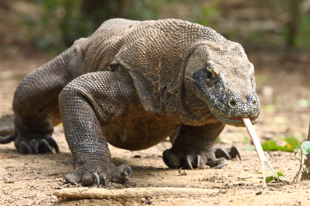  Fauna  indonesia bagian tengah atau peralihan  beserta 