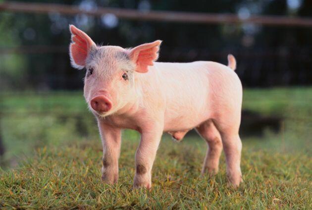 Médicos realizam o 1º transplante de rim de porco em um ser humano