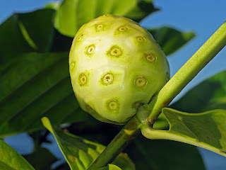 manfaat buah mengkudu