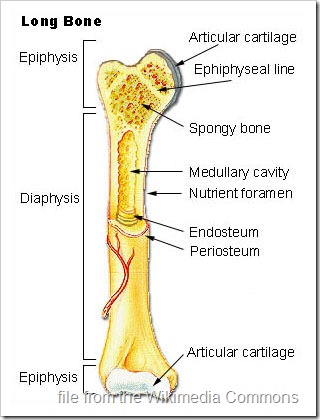 Cat Skeleton