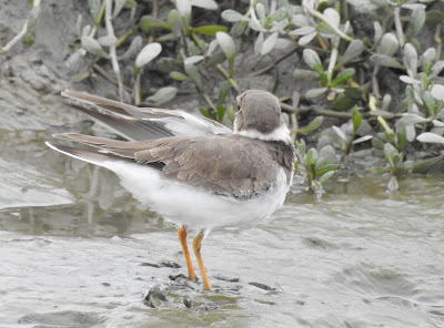 小環頸鴴幼鳥