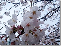 sakura3