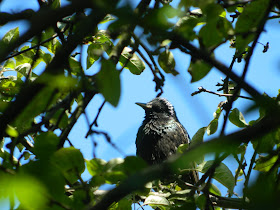 30 Days Wild Challenge , European Starling