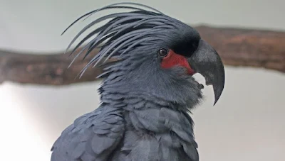 Palm or Goliath Cockatoo