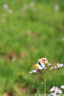 L’Aurore (Anthocharis cardamines), mâle