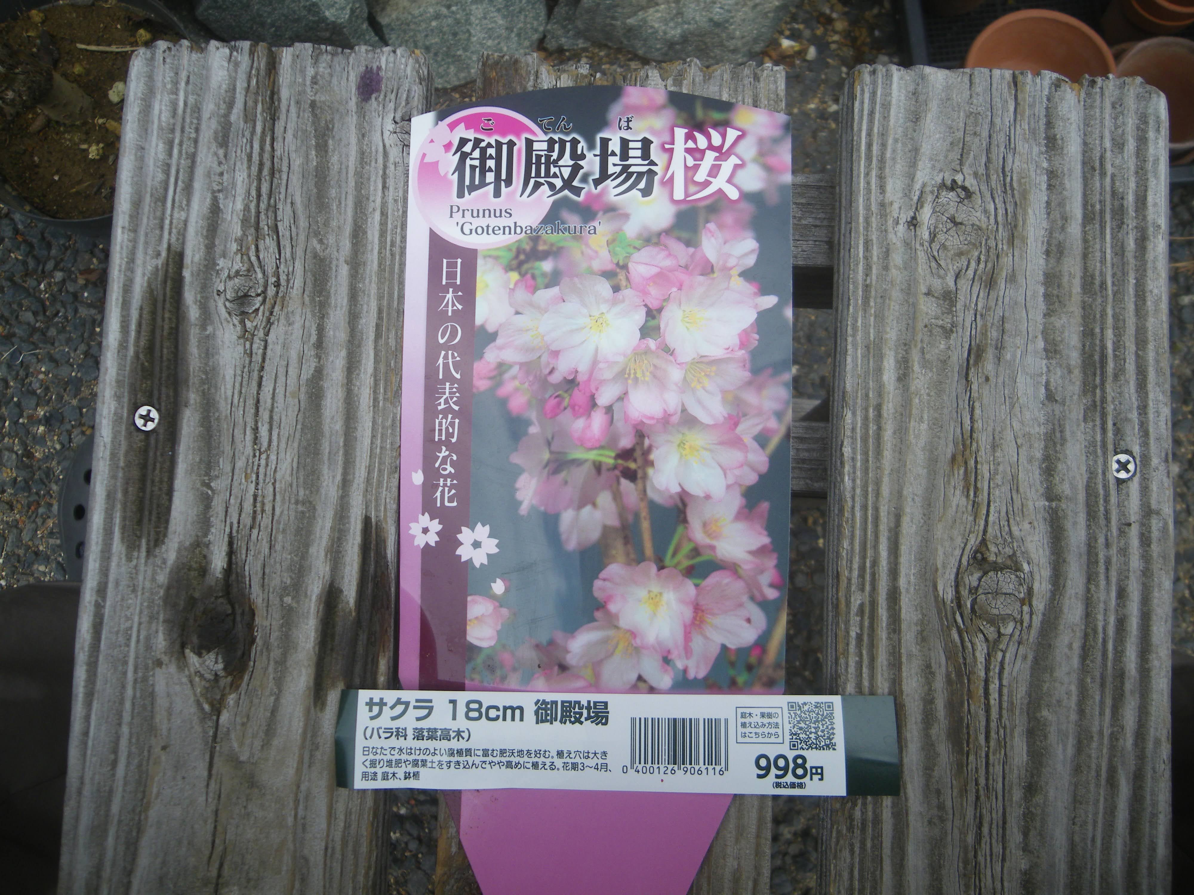 御殿場桜の育て方 鉢植えで美しい花を咲かせ 自宅で花見を楽しむ メダカの大工