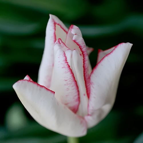 _DSC0016u