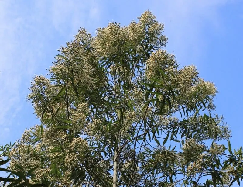 arbusto-assa-peixe-com-flores-nos-ramos