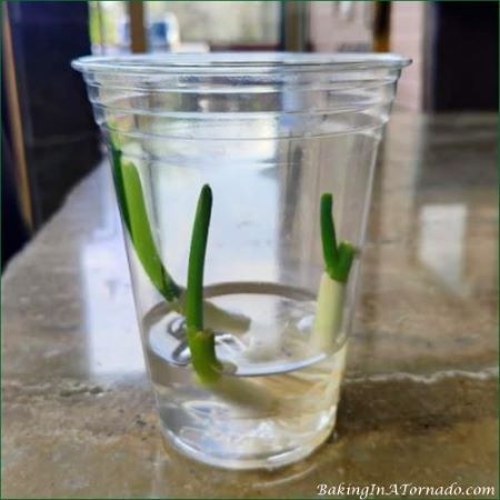 Growing Scallions | picture featured on, taken by, and property of Karen of www.BakingInATornado.com | #humor #blogging