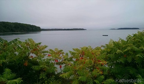 14. misty day at MF 9-13-15