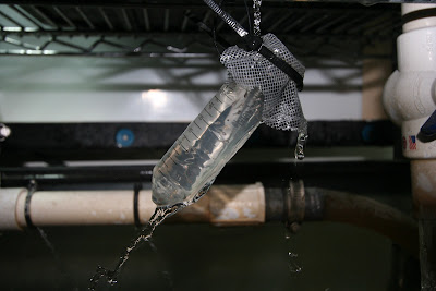 Baby tilapia beingraised in aquaponics. This hatchery is 100% DIY and effective