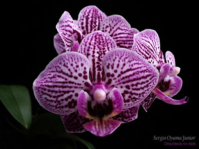 Orquídea Mini Phalaenopsis