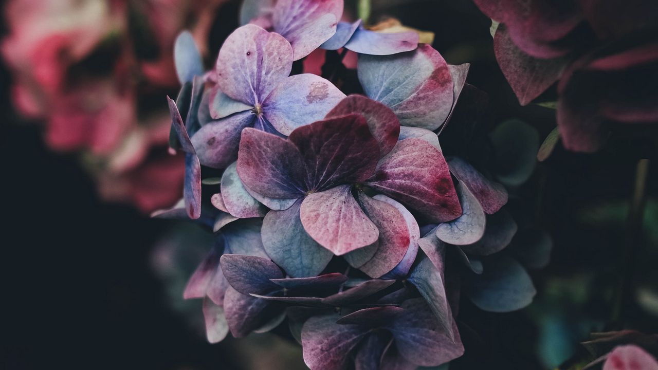 Wallpaper Hydrangea Bush Petals