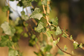 Norfolk Boxing day countryside in pictures