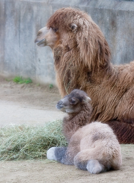 pictures of animals and their babies