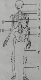 Soal UTS/PTS IPA Semester 1 Kelas 8