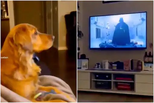 Dogs Reacting To Watching TV