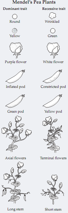 Mendel's pea plants