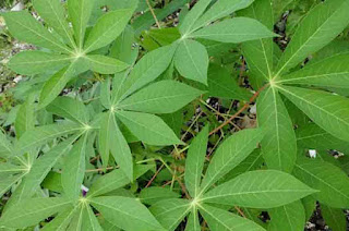 How to Use and get benefits of Cassava Leaves