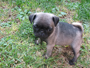 Pug Puppy Pictures. The pug has actually been known by almost names .