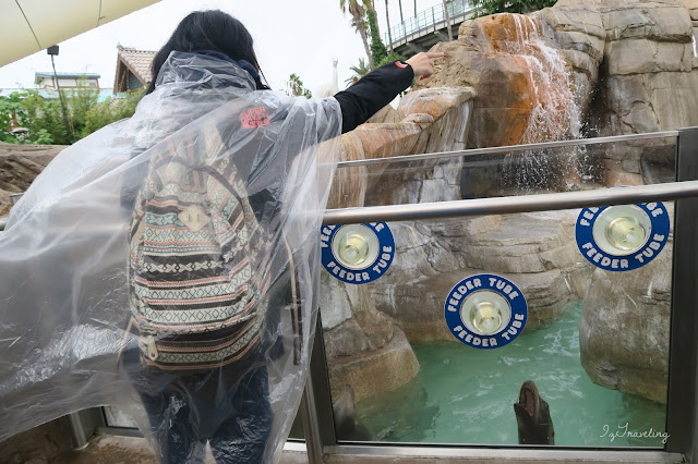 feeding furseals