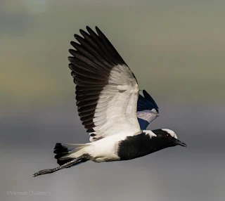 Birds In Flight Test with Canon EOS 7D Mark II Woodbridge Island Cape Town