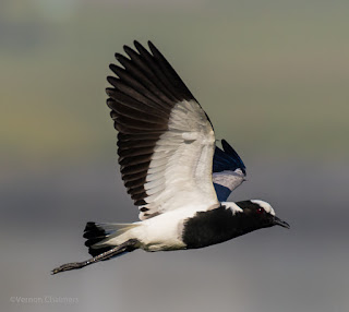 Birds In Flight Test with Canon EOS 7D Mark II Woodbridge Island Cape Town