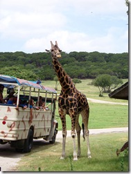 fossil rim 176