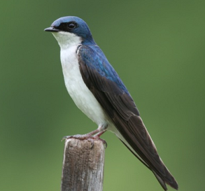 Suara burung tree swallow