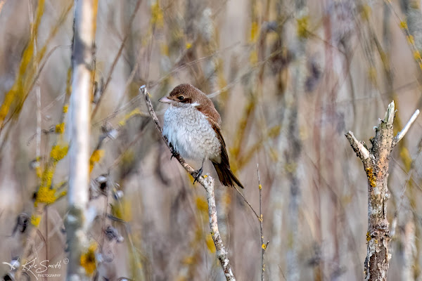 Red-backed shrike