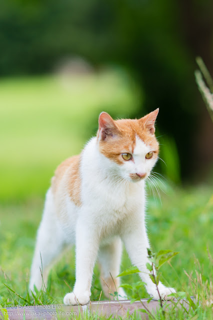 茶白の猫仁王立ち