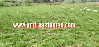 JUAL RUMPUT SWISS_RUMPUT SWISS UNTUK TAMAN