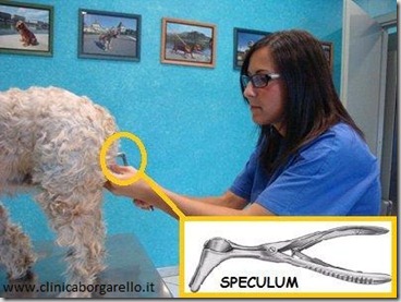 SPECULUM