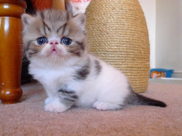 Small Cute funny Exotic Shorthair Cat Kitten picture
