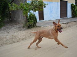 FDS Ecãologico 6 (14)