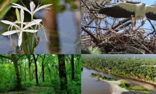Kasaragod Becomes 1st District in India to Declare Official Tree, Flower, Bird, Species