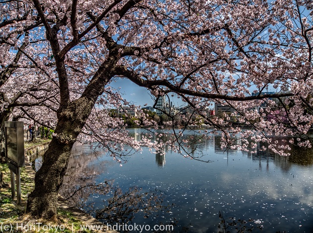 cherry blossoms by a large pond. petals of cherry blossoms float on the water. the pond reflect the blossoms.