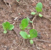 Little lettuces