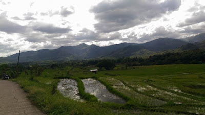 rice field comes with the majestic mountains 