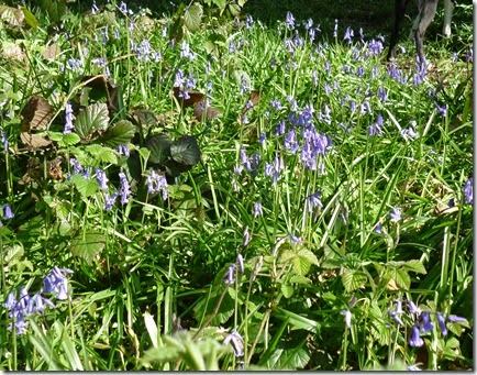 1 bluebells marbury woods