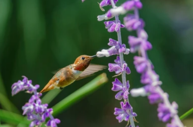 How to attract hummingbirds in your Garden