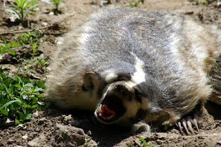 Funny Badger