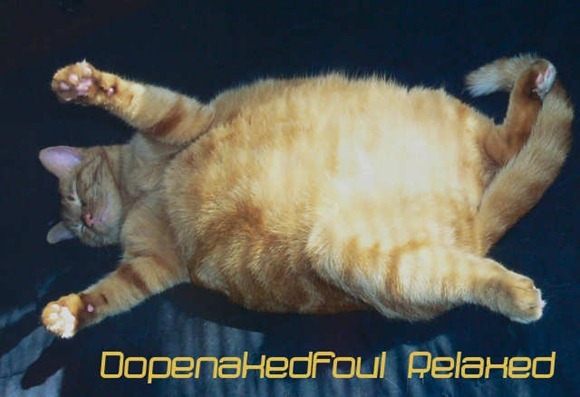 cats-as-fonts-22